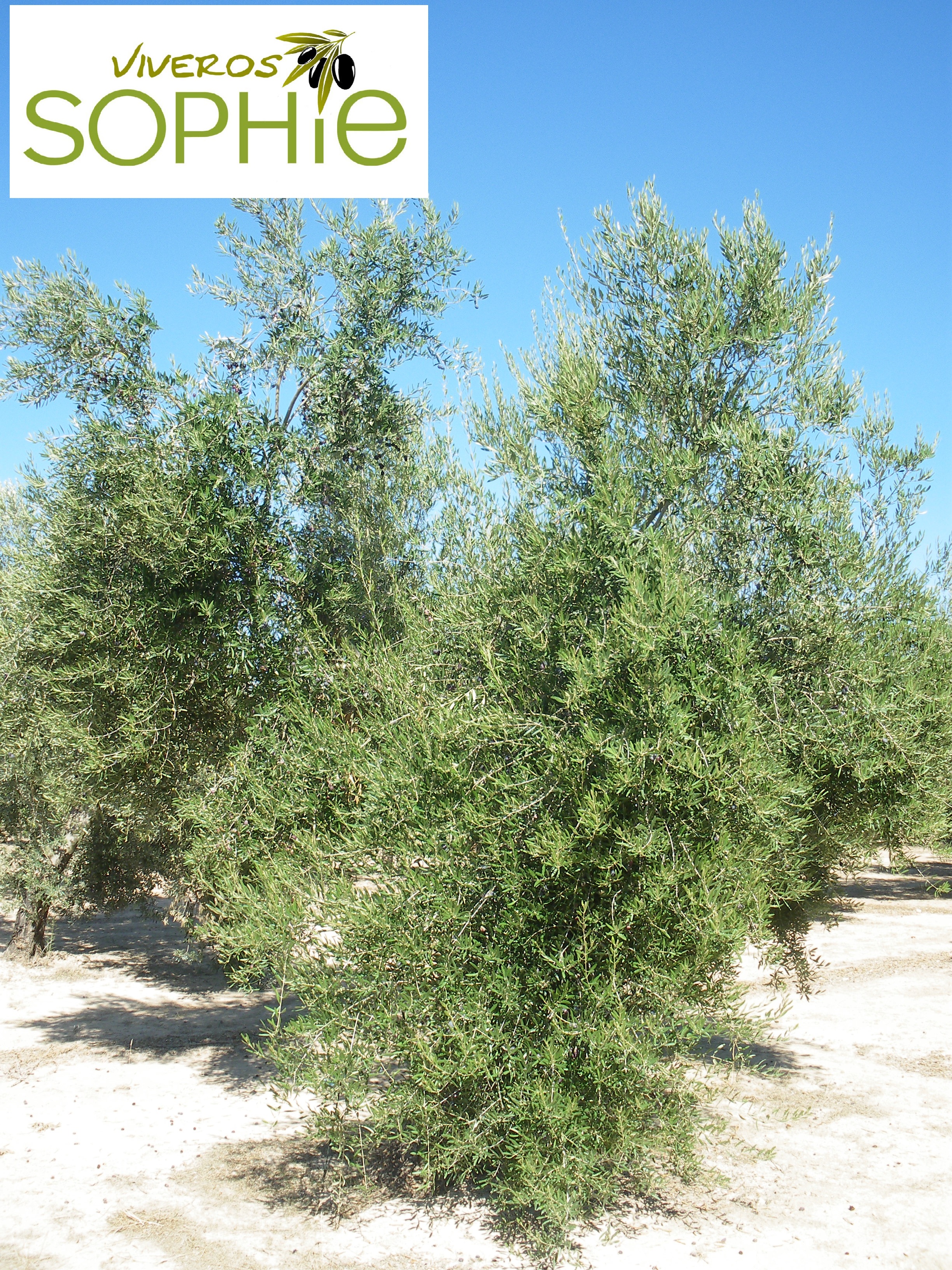 Variedad de olivo MAOUI  STAMBOULI